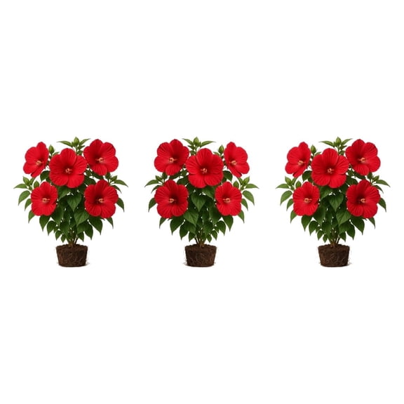 Hardy Hibiscus Luna Red Starter Plants - Set of 3, Full Sun, USDA Zones 4-9, Ships Bare Root, No Pot