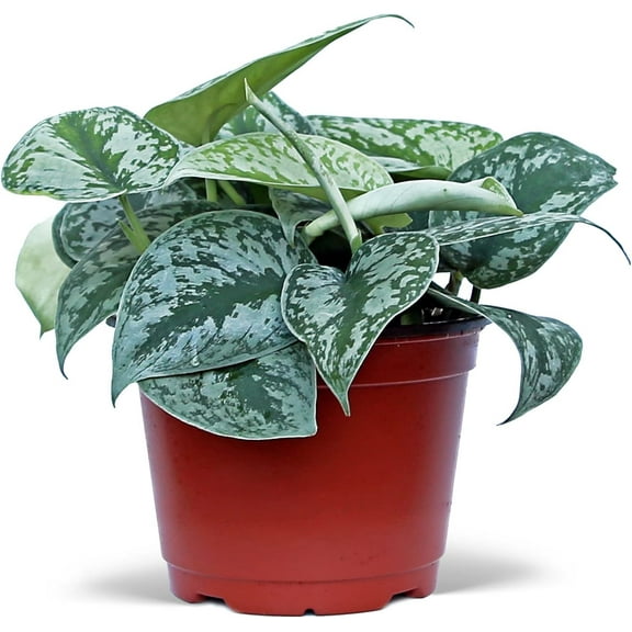 Live Scindapsus Pictus Exotica, Satin Pothos, Trailing Plant Lover Gift, Evergreen Potted Houseplant, Gardener Gift, Father's Day Gift, Birthday Gift Plant in 6" Pot