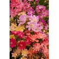 thumbnail image 5 of Lewsia 'Rainbow Mix' -Hardy Succulent- Live Starter Plant, 5 of 5