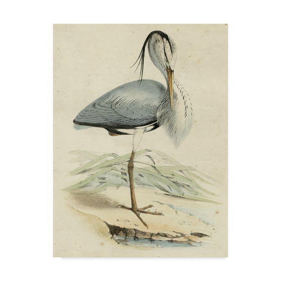 Trademark Fine Art 'Antique Heron IV' Canvas Art by Unknown