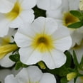 thumbnail image 3 of Better Homes & Gardens 1.5 Pint Calibrachoa Multicolor White & Yellow Outdoor Live Plants, 3 of 8