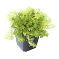 thumbnail image 4 of Sedum Golden Moss Tokyo Sun Succulent (2"+ Plastic Pot) - Tiny, Lovely, Easy to Care Succulent for Beginners - Live Healthy Succulent for Home Office, 4 of 8