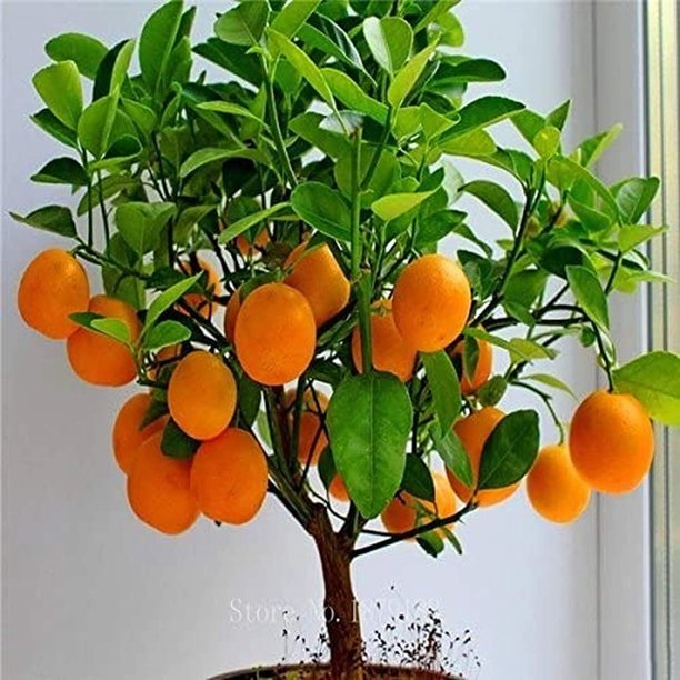 Bonsai Orange Tree Seeds, 20 Seeds ,Grow a Delicious Fruit Bearing