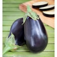 thumbnail image 3 of Bonnie Plants Black Beauty Eggplant, Live Plant, 19.3 oz., 3 of 5