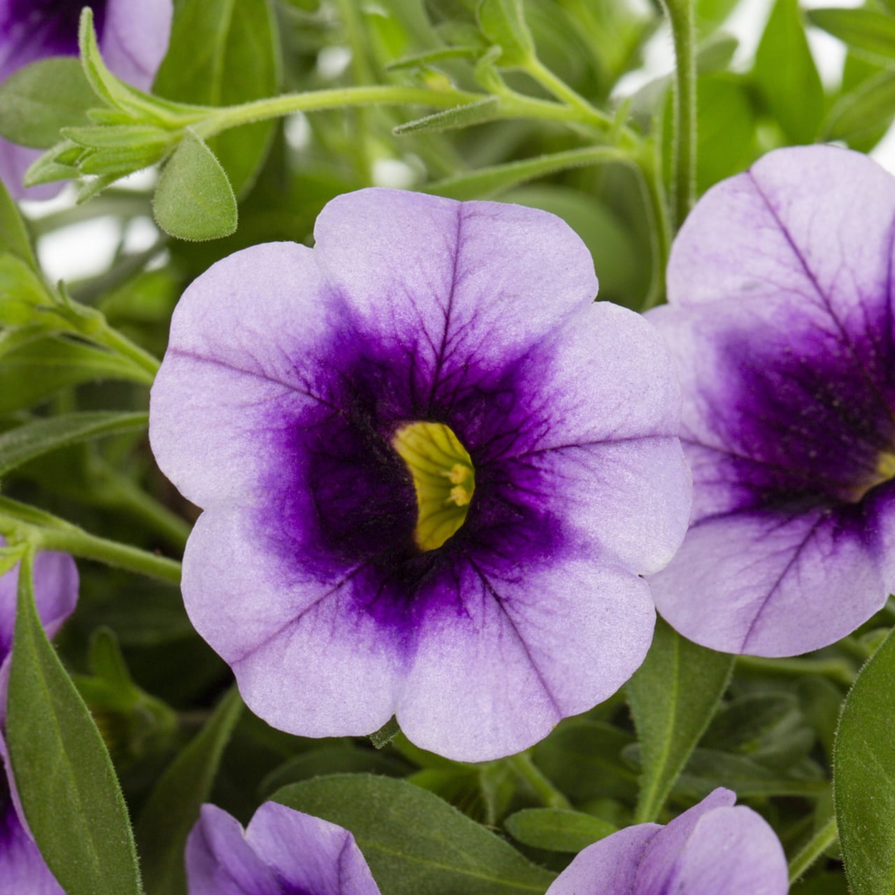 Proven Winners 2QT BlueCalibrachoa Live Annual Plant Sun 3-Pack