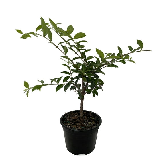 Barbados Cherry Plant - Malpighia emarginata - Indoors/Out - 4" pot