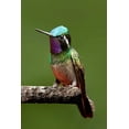 thumbnail image 2 of Malvin, Larry 23x32 White Modern Wood Framed Museum Art Print Titled - Hummingbird VI, 2 of 4