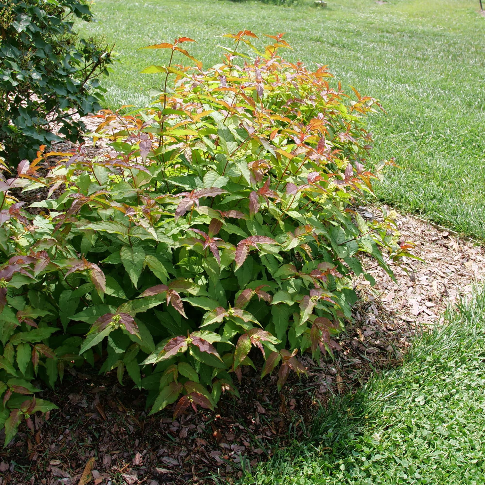 Proven Winners ColorChoice 5" Kodiak Red 2.0 Diervilla Live Plant in 4.5" Pot (4 Count)