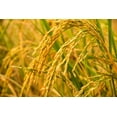 thumbnail image 6 of Organic Long Grain Brown Rice, 3 Pounds — Non-GMO, Raw, Vegan, Kosher — by Food to Live, 6 of 6