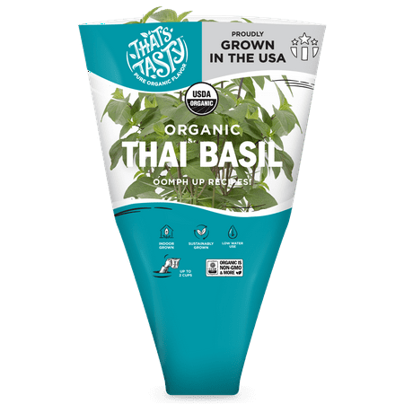 Thai Basil Pot Living Herb