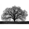 thumbnail image 2 of Jones, John 24x17 White Modern Wood Framed Museum Art Print Titled - The Tree, 2 of 4