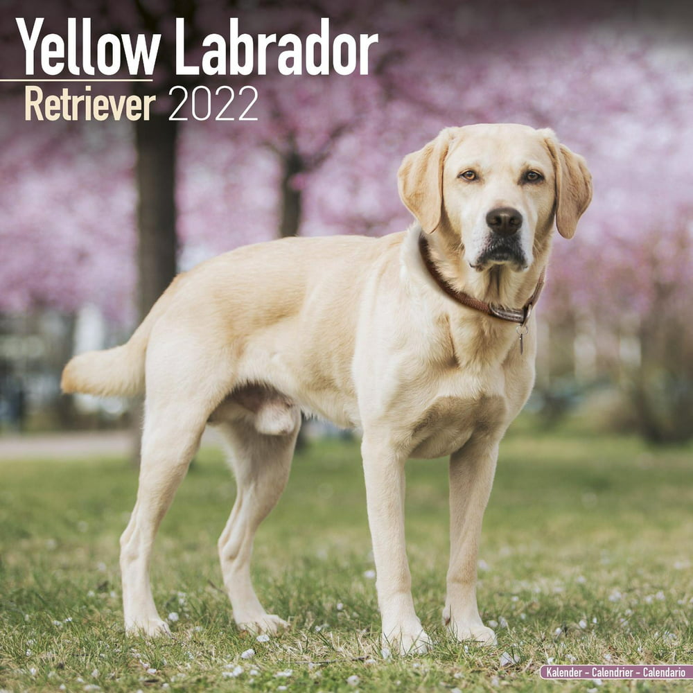 Labrador Retriever Calendar 2022 - Labrador Retriever Dog Breed