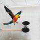 thumbnail image 3 of Soporte de acero inoxidable para comedero de loros - Multifuncional, fácil de instalar, estable e higiénico para comida/agua de pájaros, 3 of 5