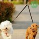 thumbnail image 1 of Correa ajustable y antienredos para dos mascotas, hasta 110 libras, perfecta para paseadores de perros en pareja, 1 of 1