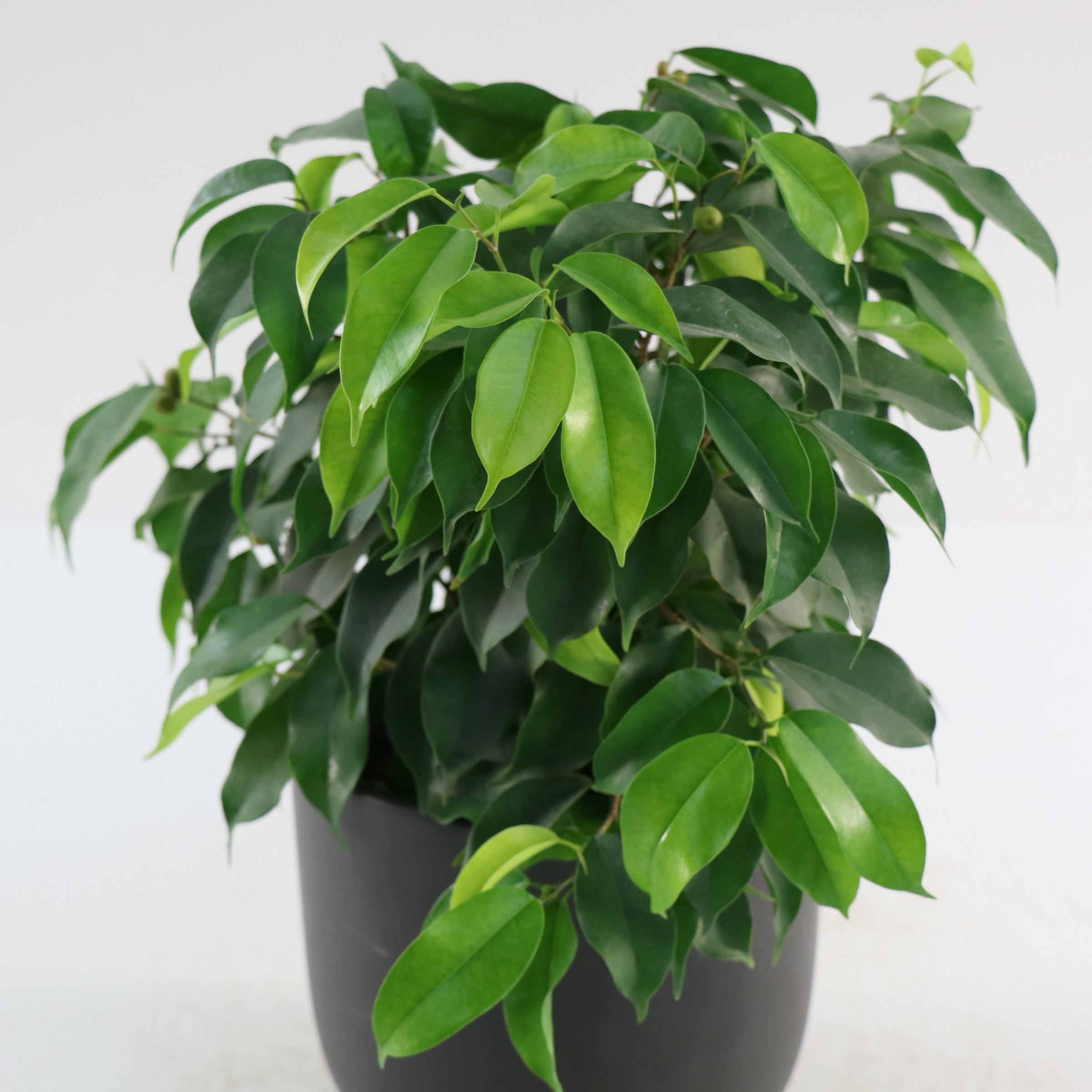 4 in. Ficus Spire Plant in Grower Container (3-Pack)