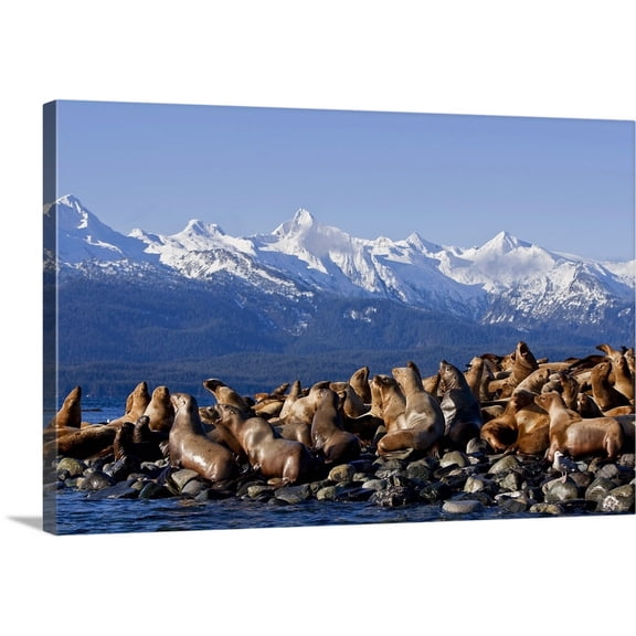 Great BIG Canvas | "Steller Sea Lions Haul Out On A Small Island In Lynn Canal, Southeast Alaska" Canvas Wall Art - 24x16