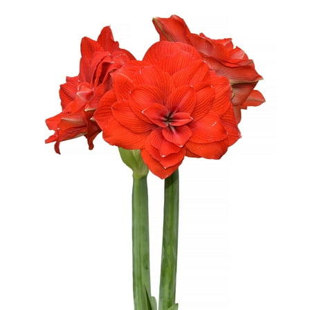 Tika Imperator Amaryllis - 28-32 cm bulb