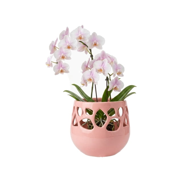 Maceta Decorativa De Cerámica Esmaltada Para Orquídea Flor de Loto Rosa