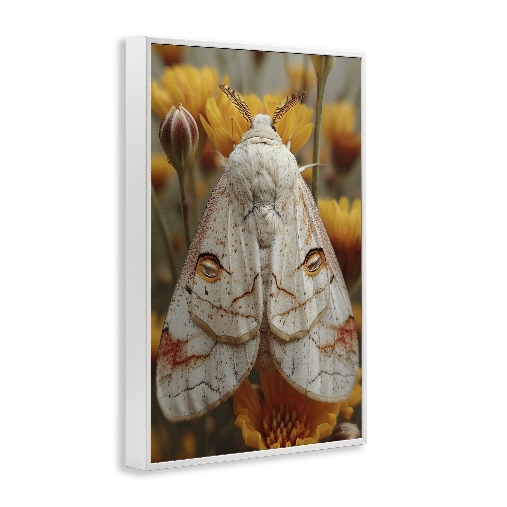 Stupell Industries Delicate Luna Moth Animals & Insects Painting White Framed Art Print Wall Art, 12 x 18