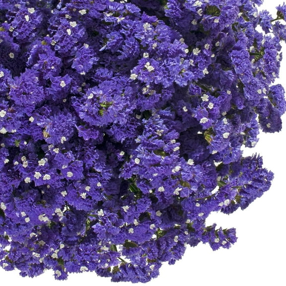 Purple Statice - Farm Direct Fresh Cut Flowers - 200 Stems