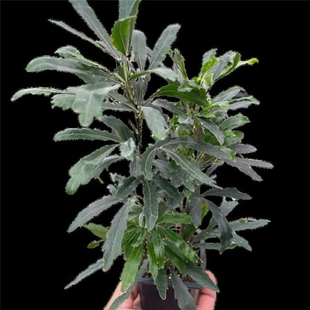 House Plant Dropship 3-ARALIA-GREEN Aralia Green Plant