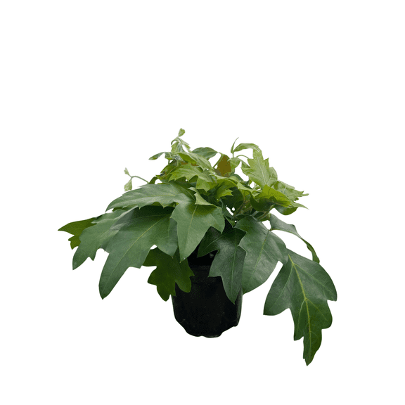 Oakleaf AFD7 Croton - 4" Pot - House Plant