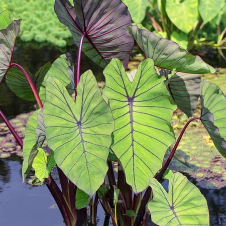 Garden State Bulb Colocasia Blue Hawaii Elephant Ear Bulbs, Spring Planting (Bag of 1)