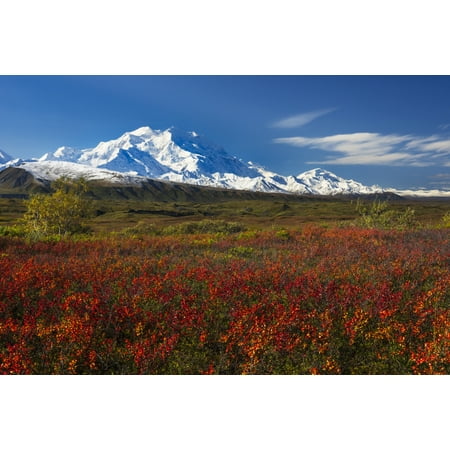 Colors Denali National Park Fall colors and morning light on Denali in Denali National Park & Preserve Alaska Stretched Canvas - Carl Johnson Design Pics (19 x 12) ()