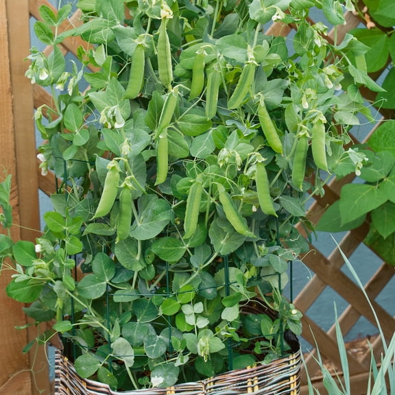 Organic Patio Pride Pea Seeds - 25 g Packet ~112 Seeds - Non-GMO, Certified Organic - Vegetable Garden - Pisum sativum