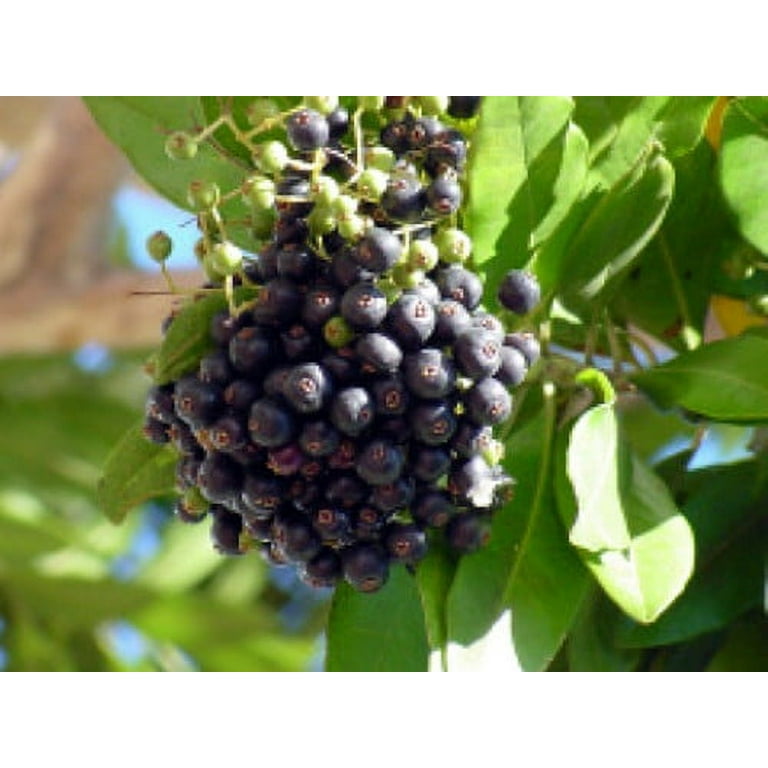 Allspice Tree