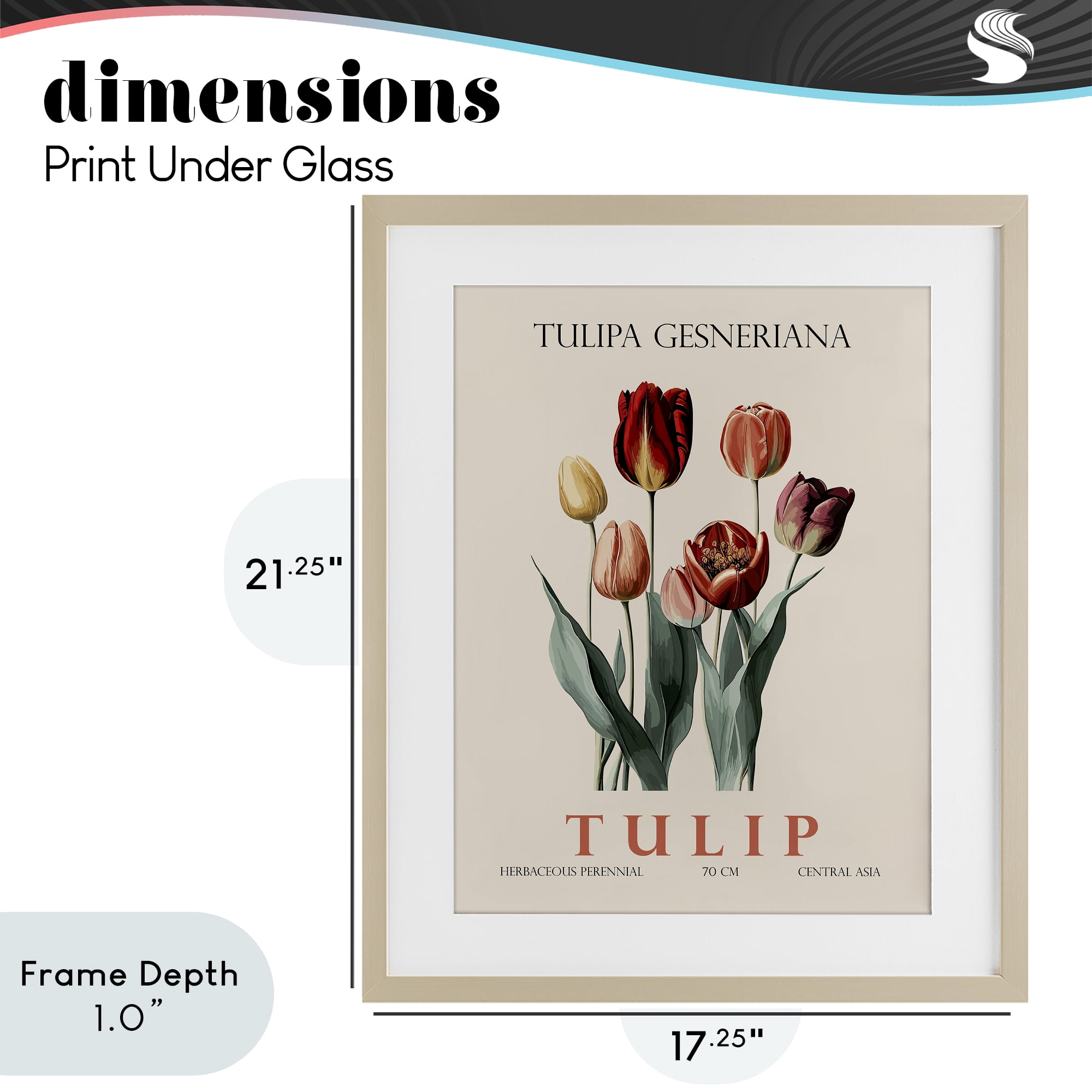 Stupell Industries Natural Tulip Bundle Birch Framed Print Under Glass, design by Christopher Giampietro