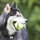 thumbnail image 4 of Pelotas de tenis Dog Toy KONG Squeakair, tamaño mediano, paquete de 9, 4 of 5