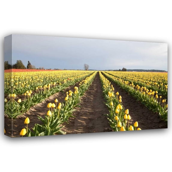 Dana Styber 24x17 Gallery Wrapped Canvas Wall Art Titled - Tulips at Sunset II