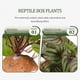 thumbnail image 3 of IDEANATEGRATE Artificiales Realistas Para Terrarios Reptiles Y De Acuarios, 3 of 7