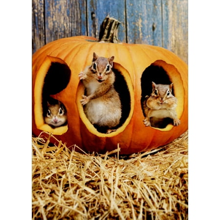 Avanti Press Chipmunk Pumpkin Boo Funny Halloween Card