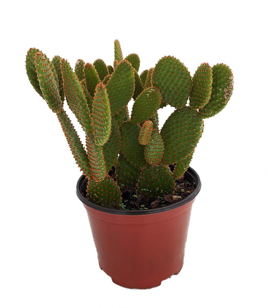Mickey Mouse Cactus - Opuntia Easy - 6" Pot - Walmart.com