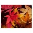 thumbnail image 6 of Small World Greetings Fall Leaves Cards 12 Count - Blank Inside with Envelopes - A2 Size (5.5”x4.25”) - Thanksgiving, Autumn Events, Halloween, and More, 6 of 8