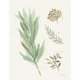 thumbnail image 2 of Horn, Laura 26x32 Gold Ornate Wood Framed with Double Matting Museum Art Print Titled - Leaf and Stem I, 2 of 4