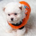 thumbnail image 3 of CBFFDC Letter Print Pet Clothes Adorable Letter Print Pet T shirts Threaded Neckline Two Legged Design Soft Comfortable Summer Puppy Clothes, 3 of 7