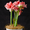 d, variant on Amaryllis bulbs   Home Garden Decoration Bright for Planting Perennials Bulbs for Planting Pots to Grow