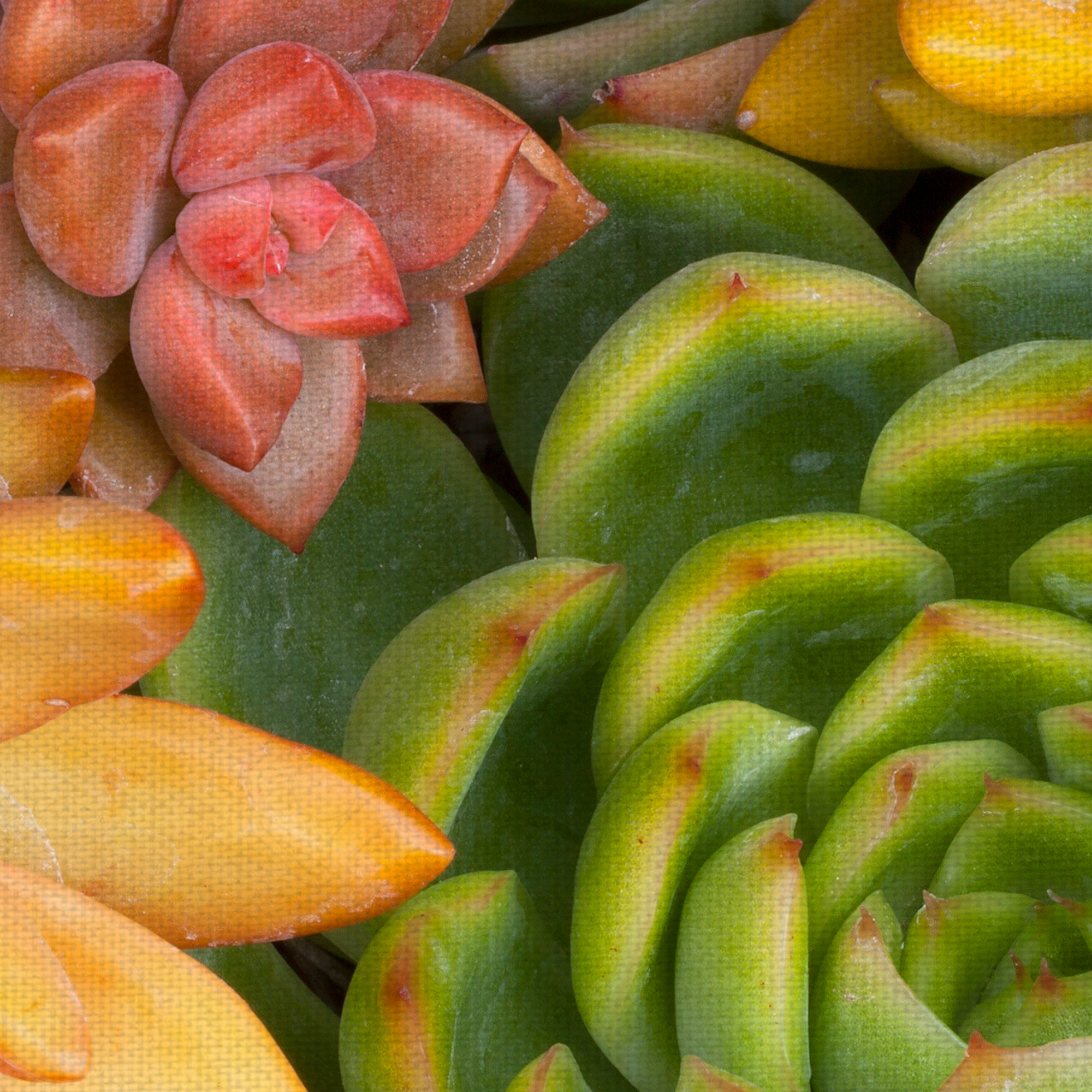 Masterpiece Art Gallery Desert Colors I Succulent By Robin Constable Hanson Canvas Art Print 24" x 36"