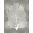 thumbnail image 2 of Miller, Melonie 15x18 Black Ornate Wood Framed with Double Matting Museum Art Print Titled - Sea Fan on Silver I, 2 of 4