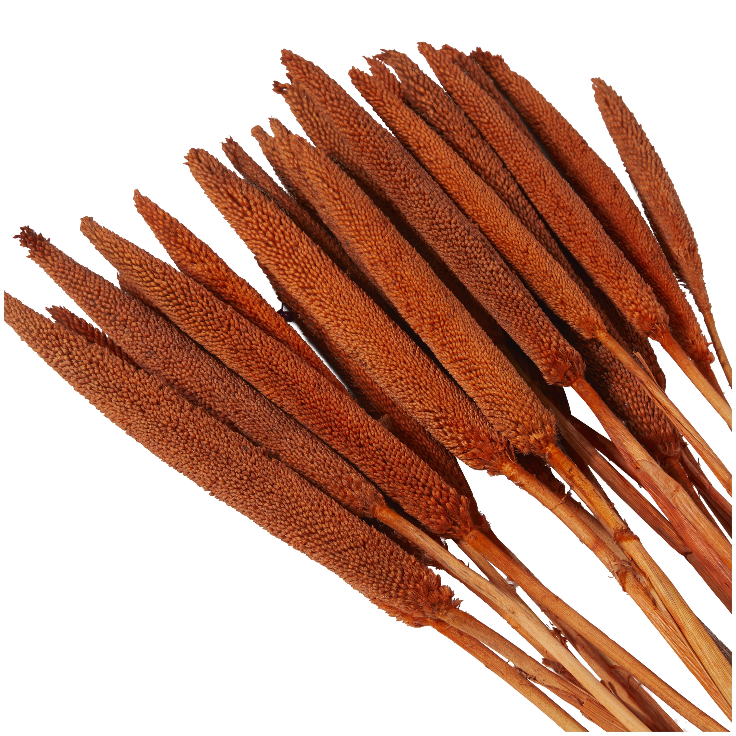 20" Dried Plant Natural Foliage Bunny Tail Bouquet with Long Stems, by DecMode