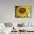 thumbnail image 3 of Trademark Fine Art 'Sundown Sunflower' Canvas Art by Marcia Baldwin, 3 of 3