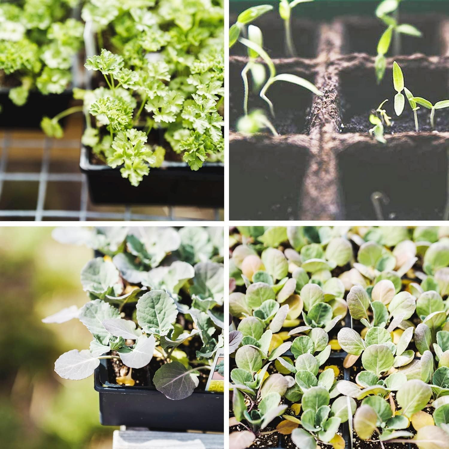 Seed Starter Kit with 90 Peat Pots for Seedlings Seed Starter Trays, 5 Plastic Growing Trays 20 Plant Labels & 3 Garden Tools, Outdoor or Indoor Herb Garden Nursery