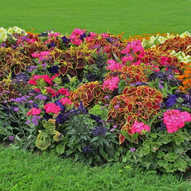 Shady Annual PreSeeded Flower Mat with Soil