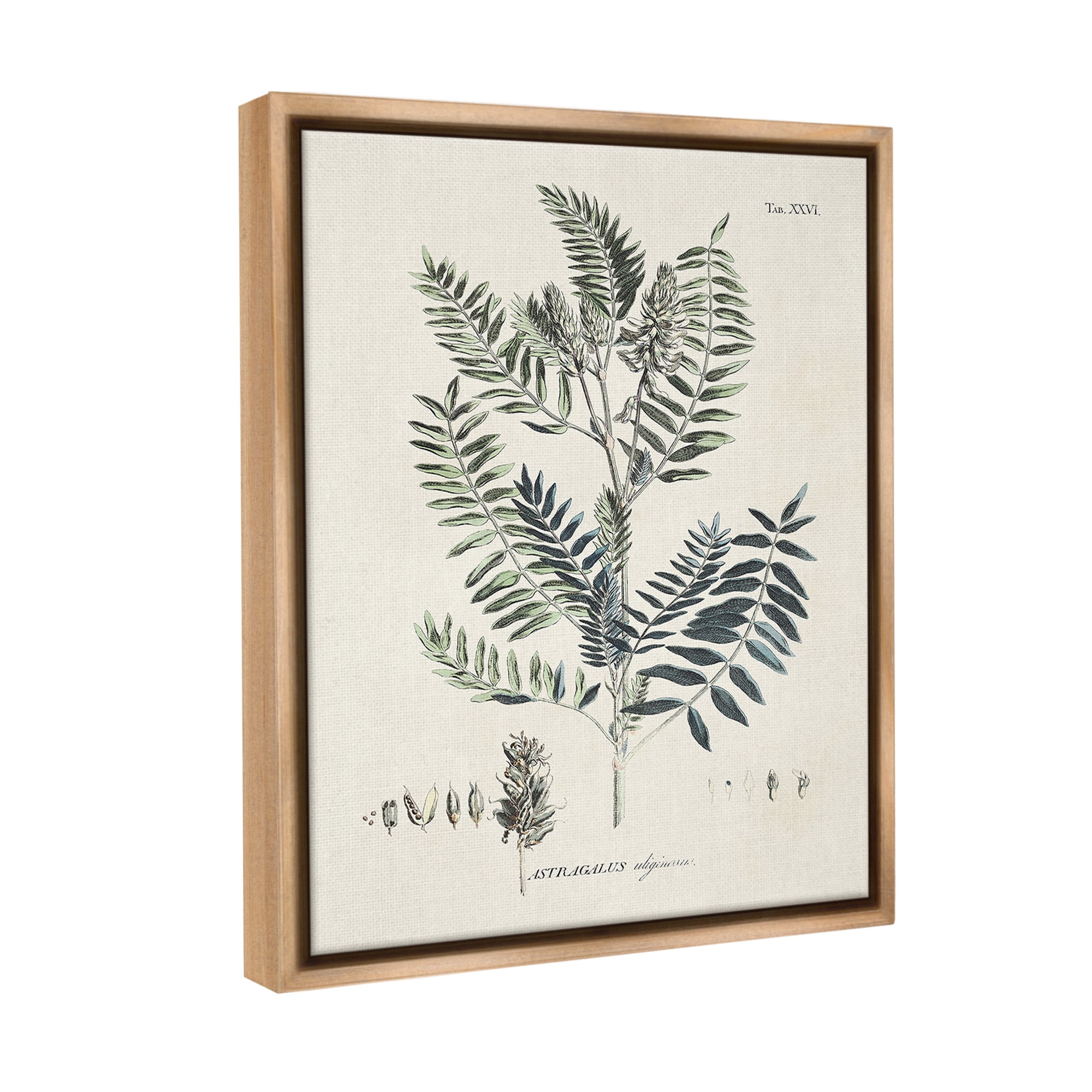 Stupell Industries Vintage Leaf Diagram Botanical & Floral Painting Brown Floater Framed Canvas Art Print Wall Art, 17 x 21