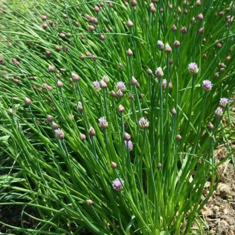 Set 10 Mature Chive Plants Live, Hardy Garlic Chives Live for Indoor Outdoor Garden, 3-5 Inch