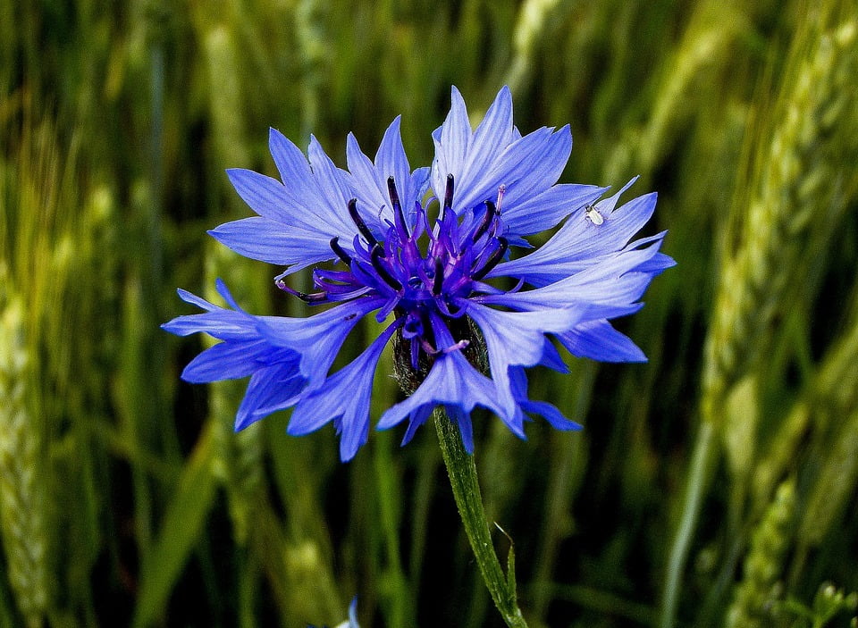 Bluebottle Flower Blue Summer Cornflower Plant20 Inch By 30 Inch