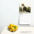 thumbnail image 4 of Maine Coon Cats | 2024 12x24" (Hanging) Square Wall Calendar | BrownTrout, 4 of 8